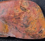 Pilbaria perplexa Walter, 1972