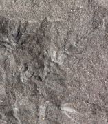 Asterophyllites  sp.