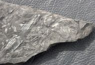 Neuropteris schlehani (Stur, 1877)