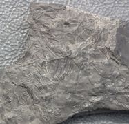 Neuropteris schlehani (Stur, 1877)