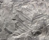 Neuropteris schlehani (Stur, 1877)