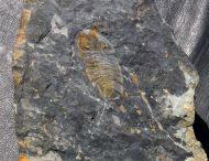 Eodalmanitina destombesi HENRY, 1966