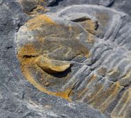 Eodalmanitina destombesi HENRY, 1966