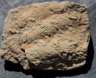 Cruziana furcifera dOrbigny, 1842