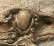 Ceraurus sp. & ?Raymondites sp.