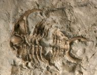 Ceraurus sp. & ?Raymondites sp.