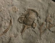 Ceraurus sp. & ?Raymondites sp.