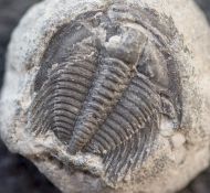 Aphelaspis  westropi (Chatterton & Ludvigsen, 1998)