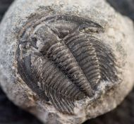 Aphelaspis  westropi (Chatterton & Ludvigsen, 1998)