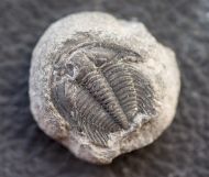 Aphelaspis  westropi (Chatterton & Ludvigsen, 1998)