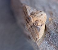 Trinucleoides reusii (BARRANDE, 1872)