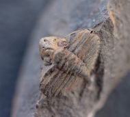 Trinucleoides reusii (BARRANDE, 1872)