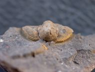 Trinucleoides reusii (BARRANDE, 1872)
