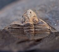Trinucleoides reusii (BARRANDE, 1872)