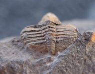 Trinucleoides reusii (BARRANDE, 1872)