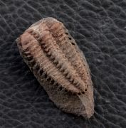 Placoparia barrandei (PRANTL at NAJDR,1956)