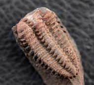 Placoparia barrandei (PRANTL at NAJDR,1956)