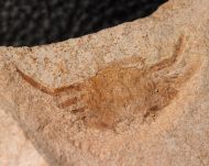 Pinnixa galliheri Rathbun 1932