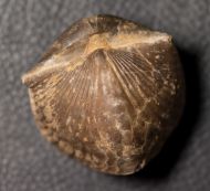 Spinocyrtia ostiolata (SCHLOTHEIM, 1820)