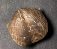 Spinocyrtia ostiolata (SCHLOTHEIM, 1820)