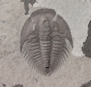 Dolerolenus (Malungia) laevigata Lu, 1961