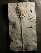 Anomalocrinus sp.