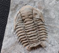 Ceraurinus marginatus Barton, 1913