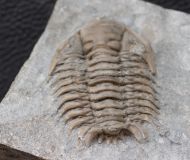 Ceraurinus marginatus Barton, 1913