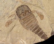 Eurypterus (Balteurypterus) tetragonophtalmus (Fischer, 1839)
