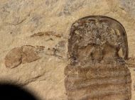 Eurypterus (Balteurypterus) tetragonophtalmus (Fischer, 1839)