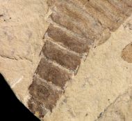 Eurypterus (Balteurypterus) tetragonophtalmus (Fischer, 1839)