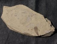 Eurypterus (Balteurypterus) tetragonophtalmus (Fischer, 1839)