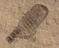 Eurypterus (Balteurypterus) tetragonophtalmus (Fischer, 1839)