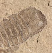 Eurypterus (Balteurypterus) tetragonophtalmus (Fischer, 1839)