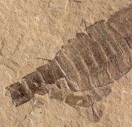 Eurypterus (Balteurypterus) tetragonophtalmus (Fischer, 1839)