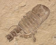 Eurypterus (Balteurypterus) tetragonophtalmus (Fischer, 1839)