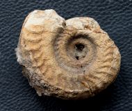 Dactylioceras athleticum (SIMPSON 1855)