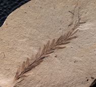Metasequoia occidentalis Chaney, 1951