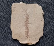 Metasequoia occidentalis Chaney, 1951