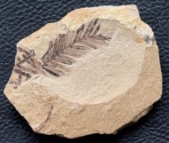 Metasequoia occidentalis Chaney, 1951
