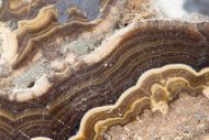 Schalenblende
