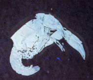 Eryma modestiformes SCHLOTHEIM  1822