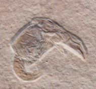 Eryma modestiformes SCHLOTHEIM  1822
