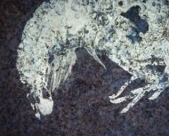 Buergerocaris psittacoides SCHWEIGERT & DIETL, 2001