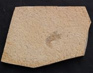 Buergerocaris psittacoides SCHWEIGERT & DIETL, 2001
