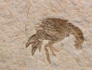 Palaeastacus fuciformis (Schlotheim, 1822)