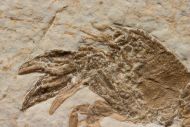 Palaeastacus fuciformis (Schlotheim, 1822)