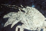 Palaeastacus fuciformis (Schlotheim, 1822)