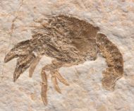 Palaeastacus fuciformis (Schlotheim, 1822)