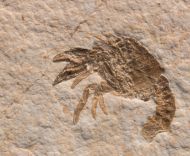 Palaeastacus fuciformis (Schlotheim, 1822)